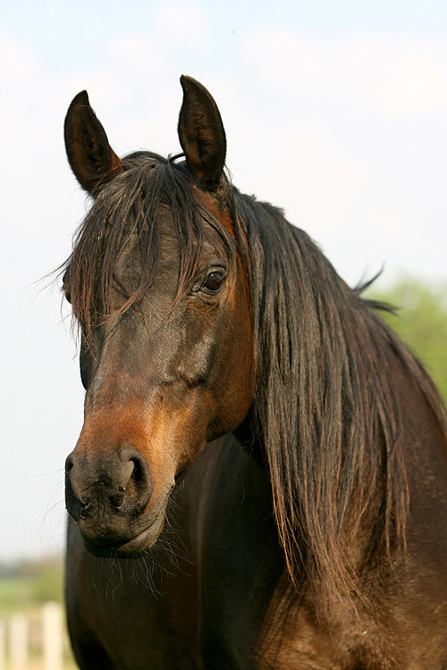 Arabisch