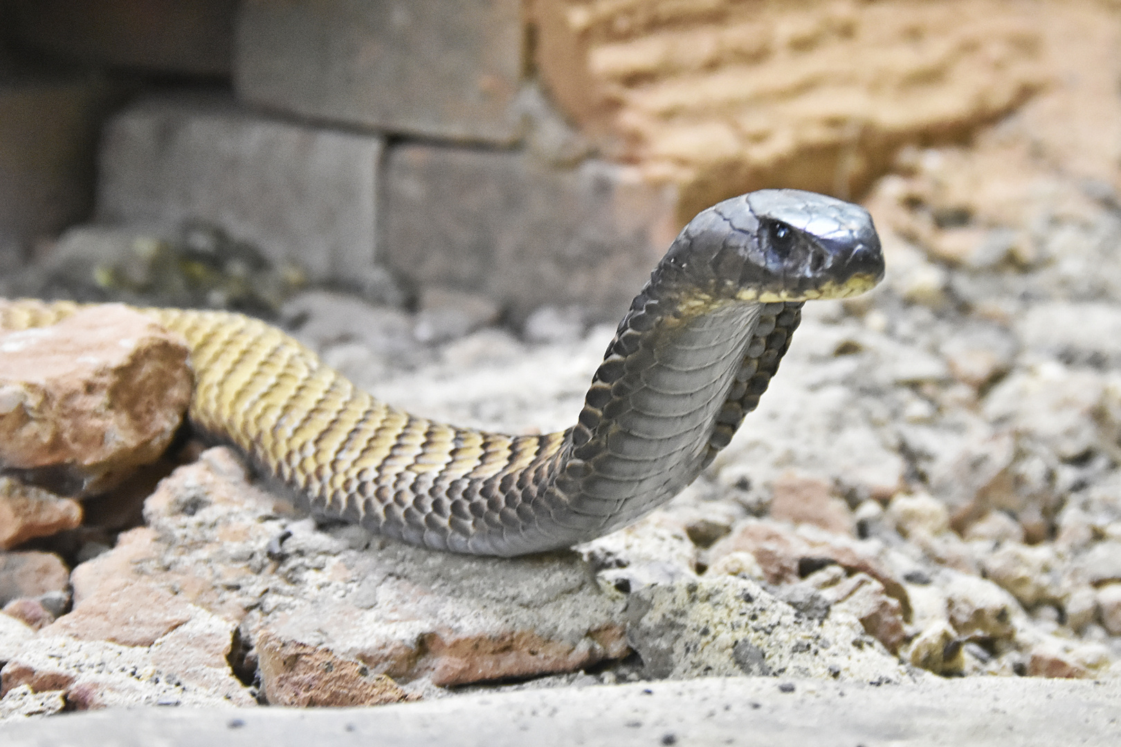 Arabische Cobra