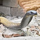 Arabische Cobra