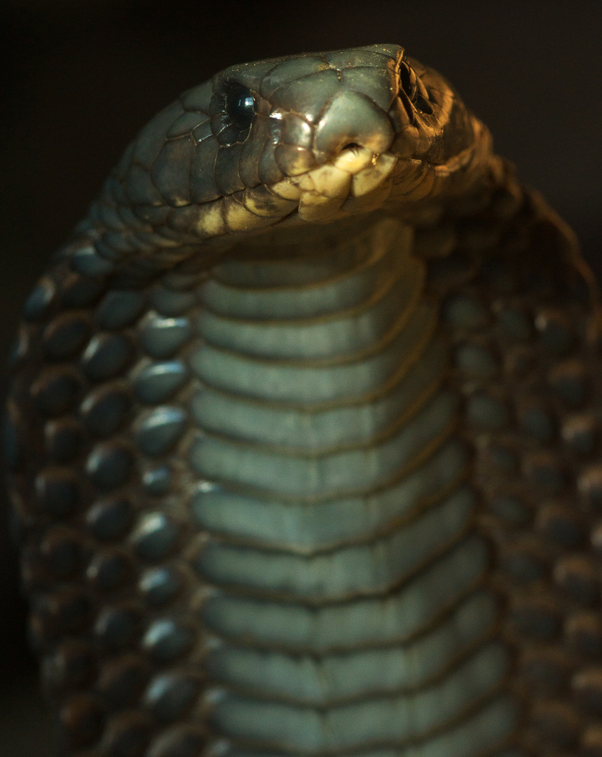 Arabische Kobra