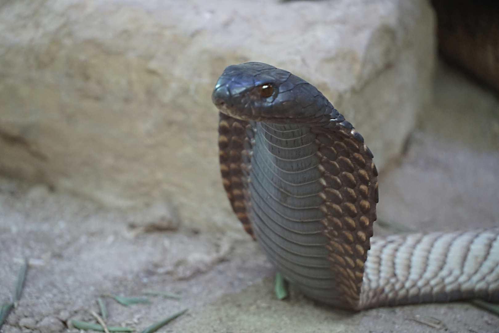 Arabische Kobra