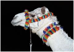 Arabische Nacht