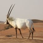 Arabische Oryx- Antilope 2