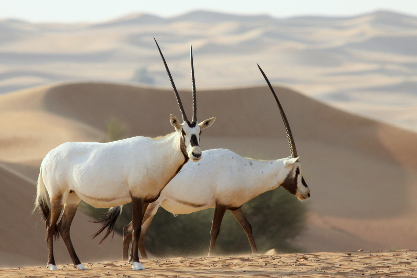 Arabische Oryx-Antilopen