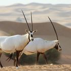 Arabische Oryx-Antilopen