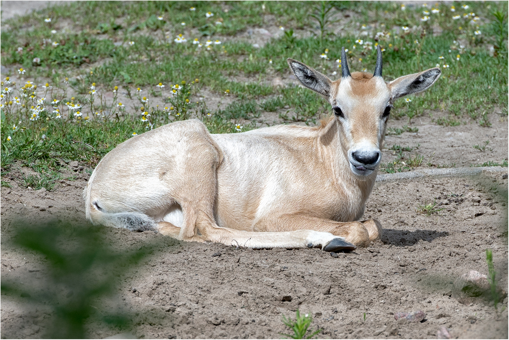 Arabische Oryx