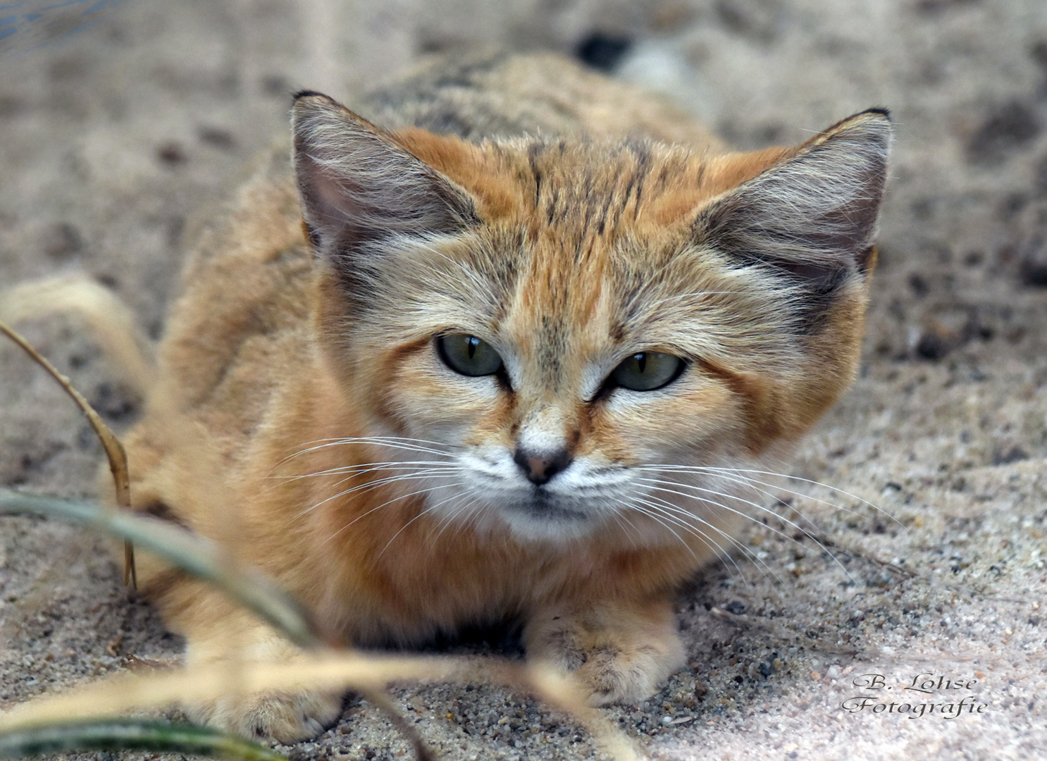 Arabische Sandkatze