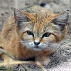 Arabische Sandkatze