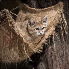 Arabische Sandkatze