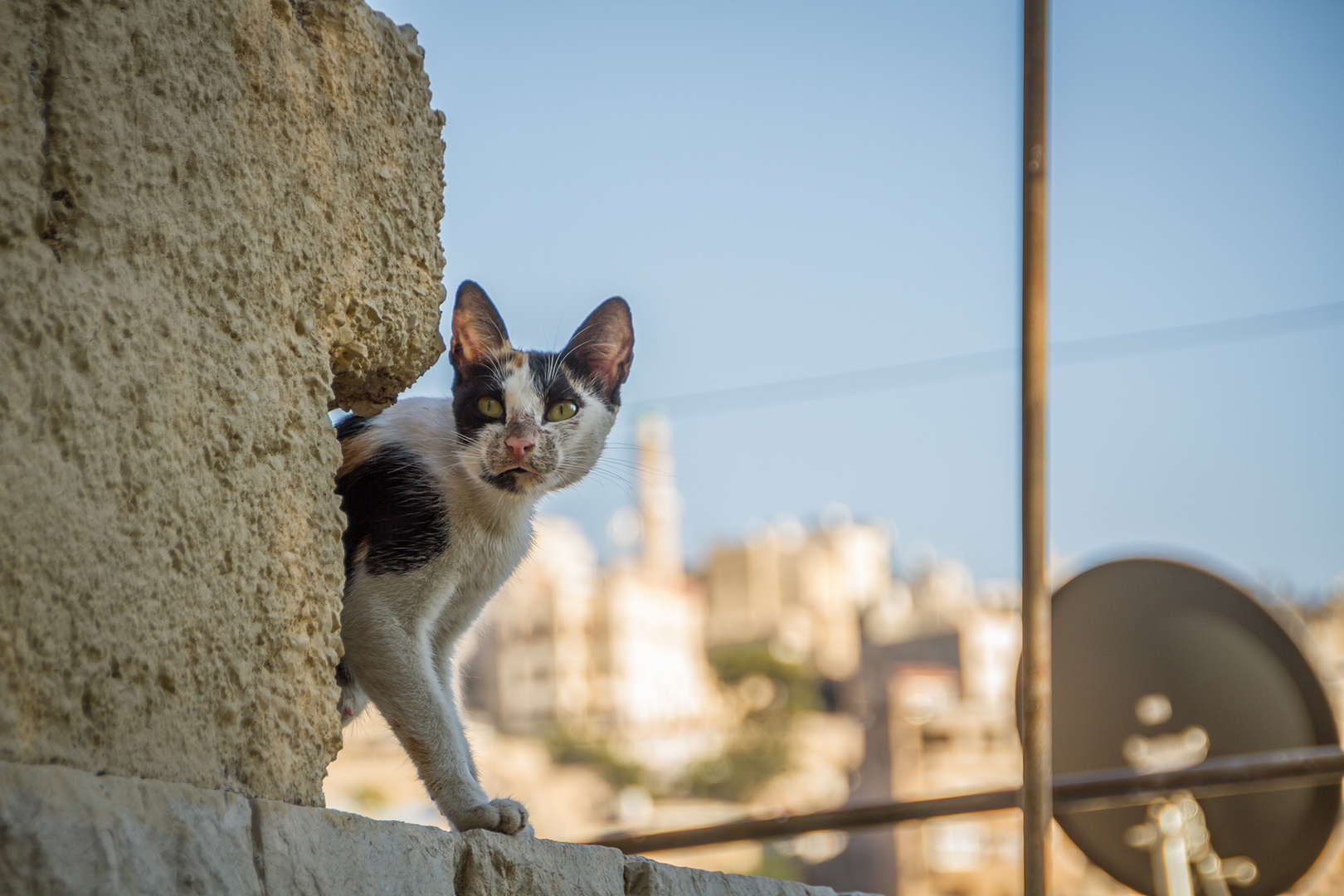 Arabische Stadtkatze