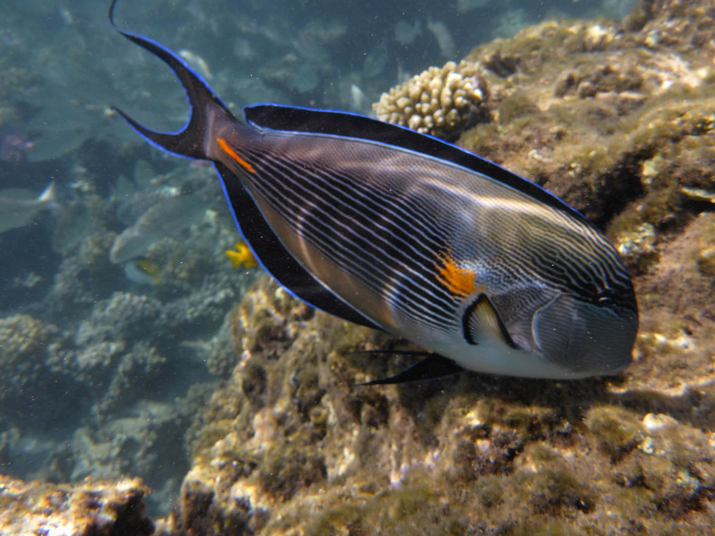 Arabischer Doktorfisch