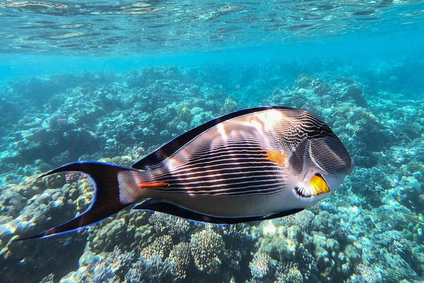 Arabischer Doktorfisch