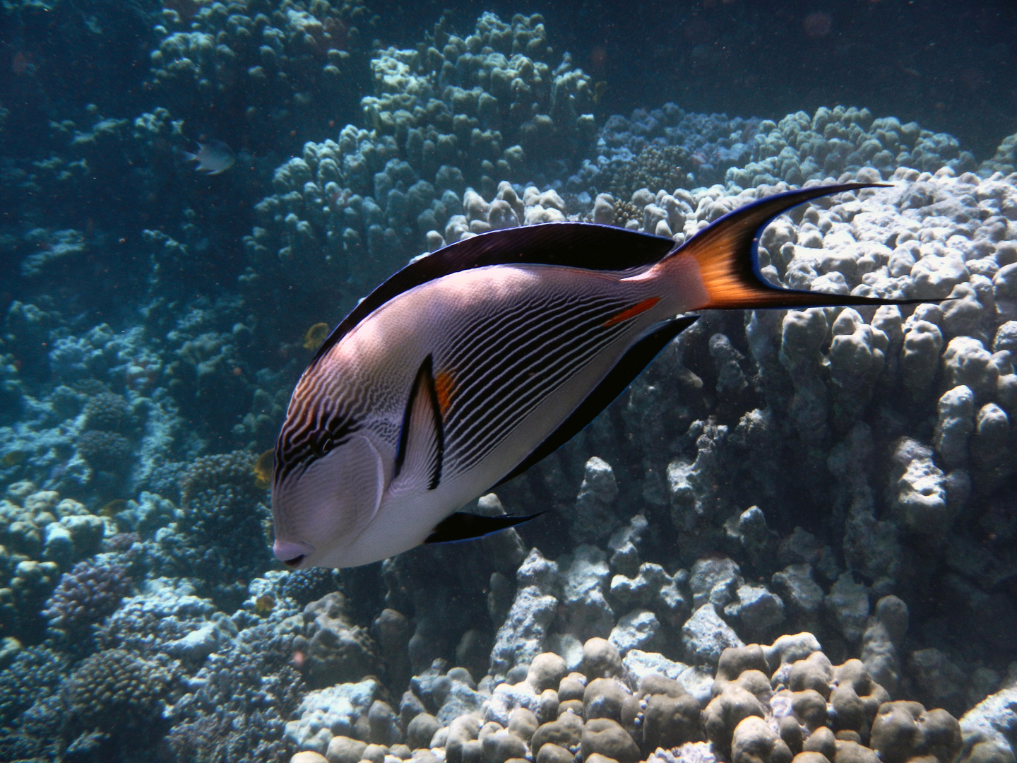 Arabischer Doktorfisch (Acanthurus sohal)