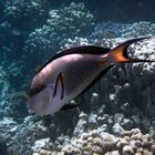 Arabischer Doktorfisch (Acanthurus sohal)