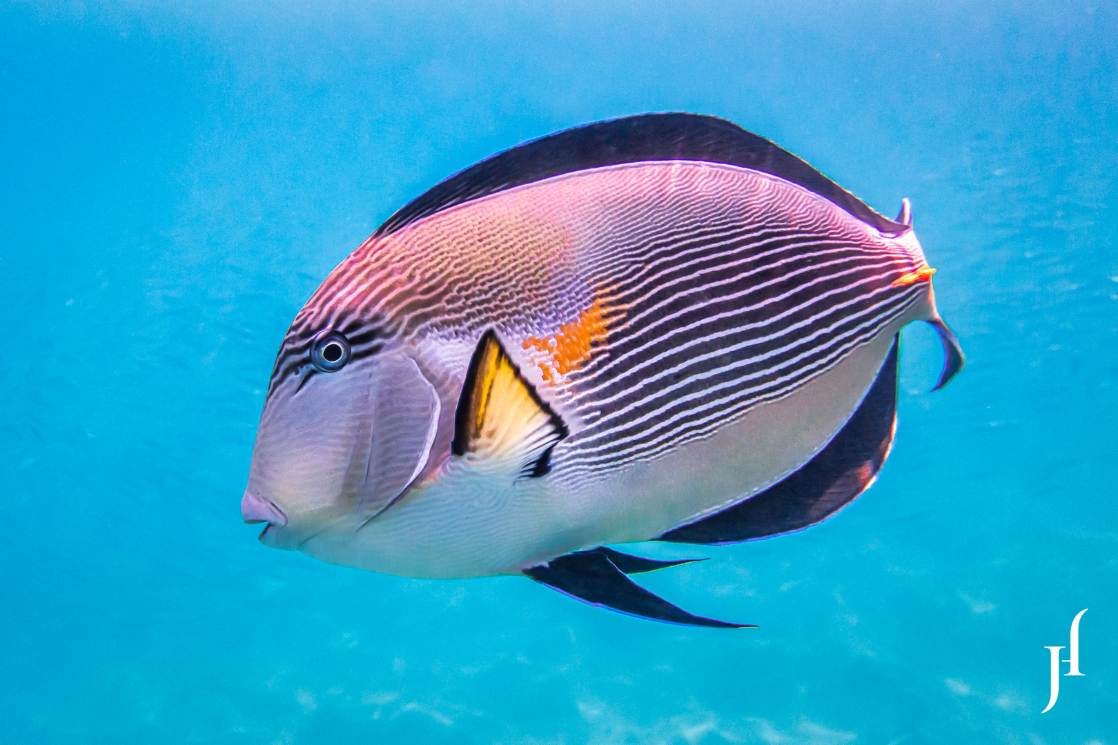 Arabischer Doktorfisch (Acanthurus sohal)