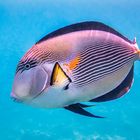 Arabischer Doktorfisch (Acanthurus sohal)