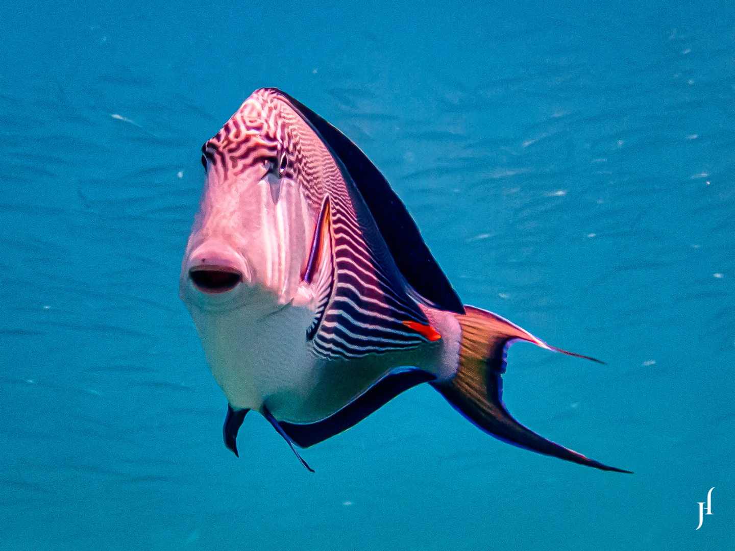 Arabischer Doktorfisch (Acanthurus sohal)