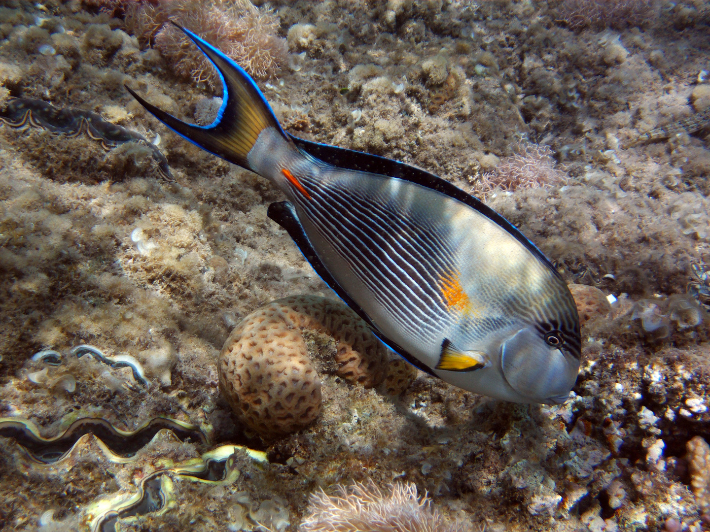 Arabischer Doktorfisch im Roten Meer