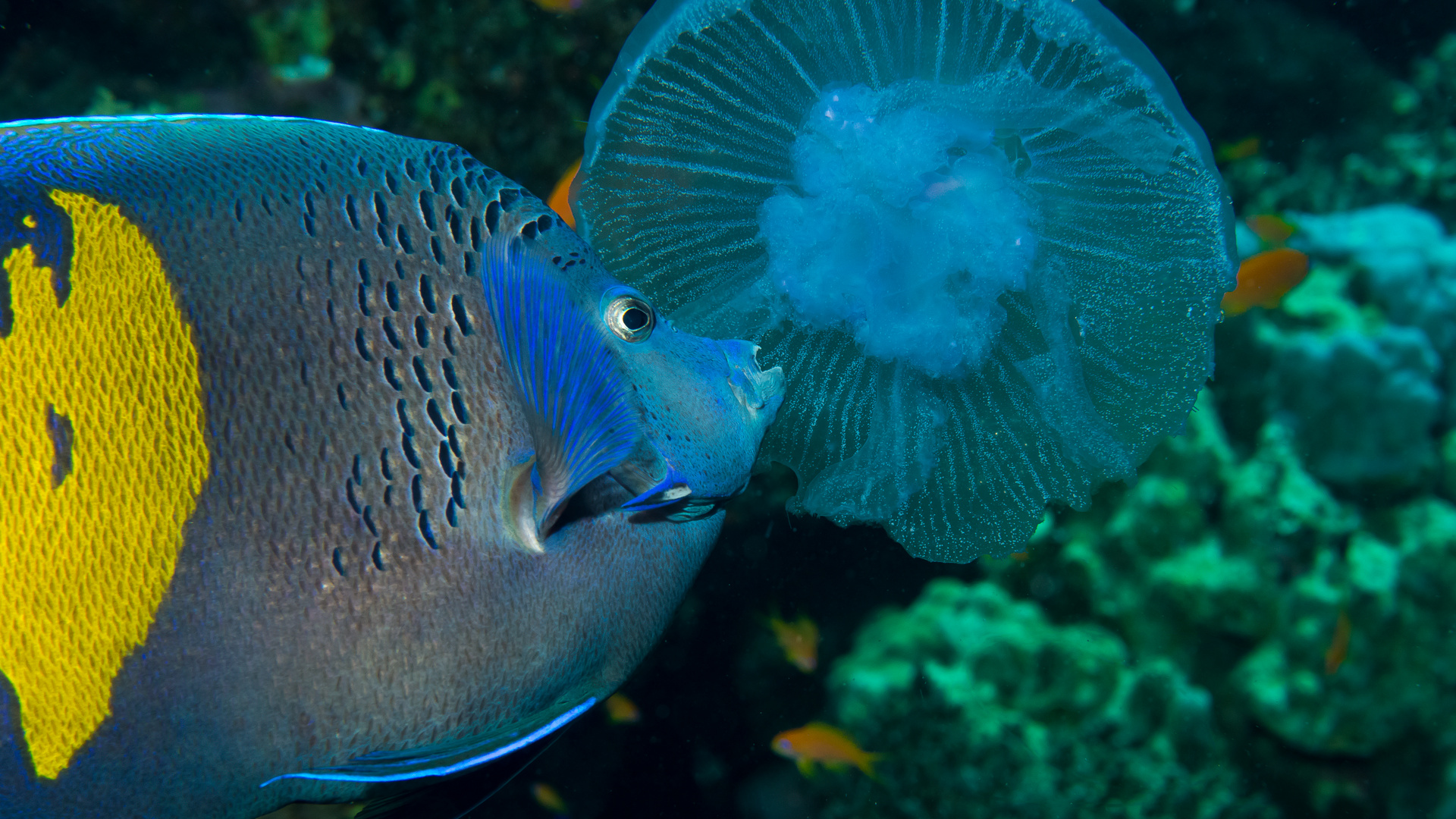 Arabischer Kaiserfisch