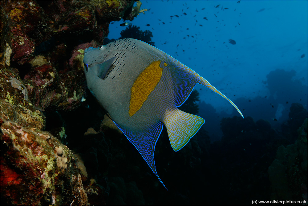 Arabischer Kaiserfisch