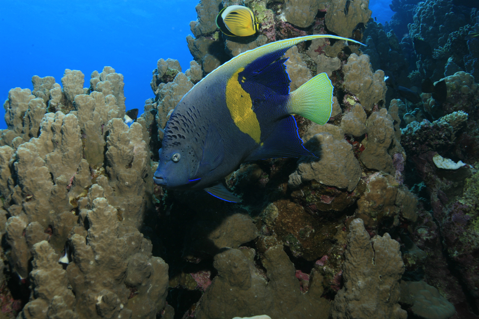 Arabischer Kaiserfisch