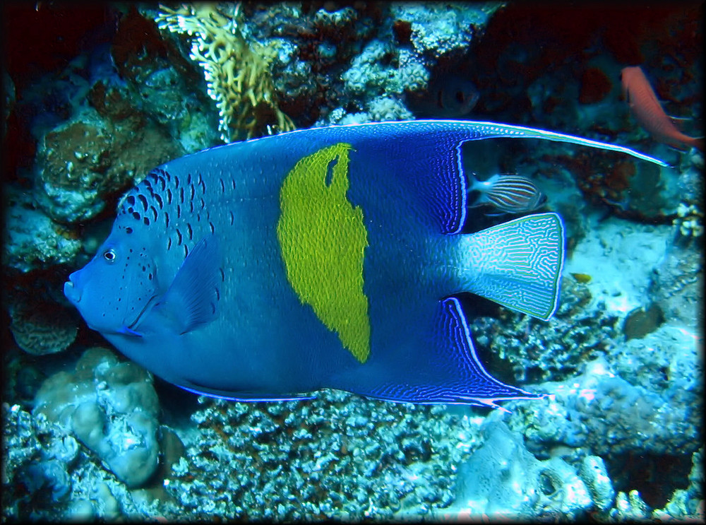 Arabischer Kaiserfisch (Pomacanthus maculosus)