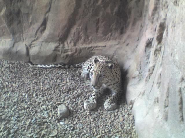 Arabischer Leopard, Arabia's Wildlife Centre, Desert Park, Sharjah, Vereinigte Arabische Emirate