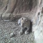 Arabischer Leopard, Arabia's Wildlife Centre, Desert Park, Sharjah, Vereinigte Arabische Emirate