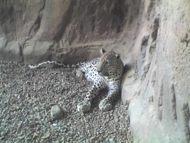 Arabischer Leopard (Panthera pardus nimr), Arabia's Wildlife Centre, Sharjah, Emirate