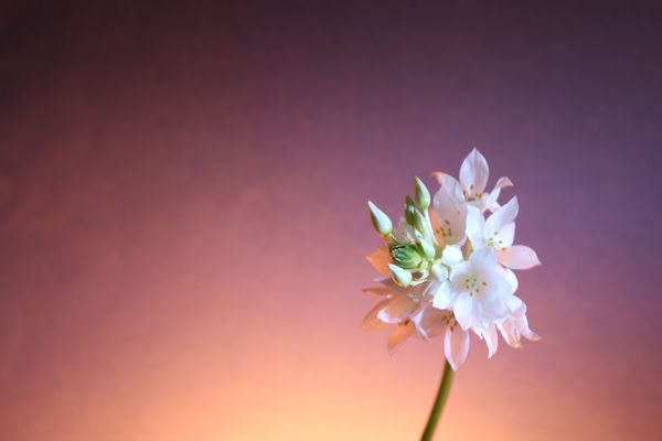 Arabischer Milchstern 02