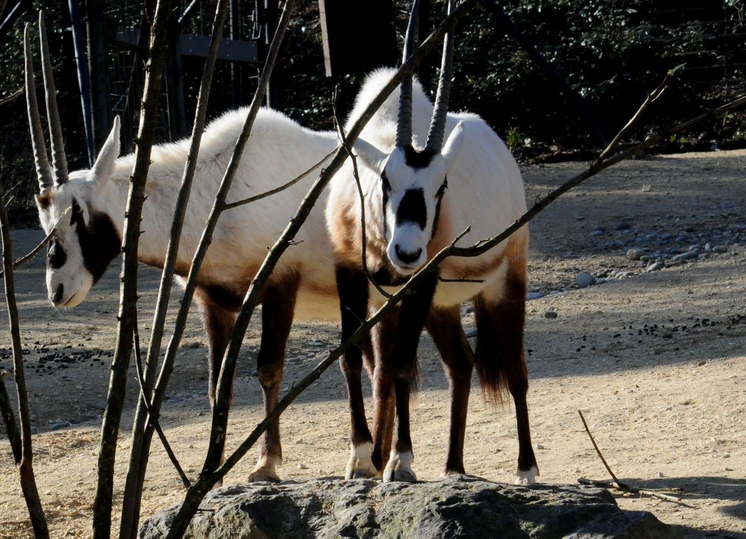 Arabischer Oryx