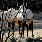 Arabischer Oryx