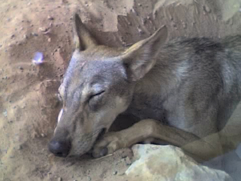 Arabischer Wolf (Canis lupus arabs), Arabia's Wildlife Centre Sharjah, Vereinigte Arabische Emirate