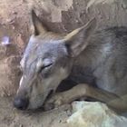 Arabischer Wolf (Canis lupus arabs), Arabia's Wildlife Centre Sharjah, Vereinigte Arabische Emirate