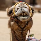 Arabisches Kamel 