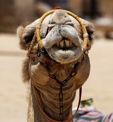 Arabisches Kamel 