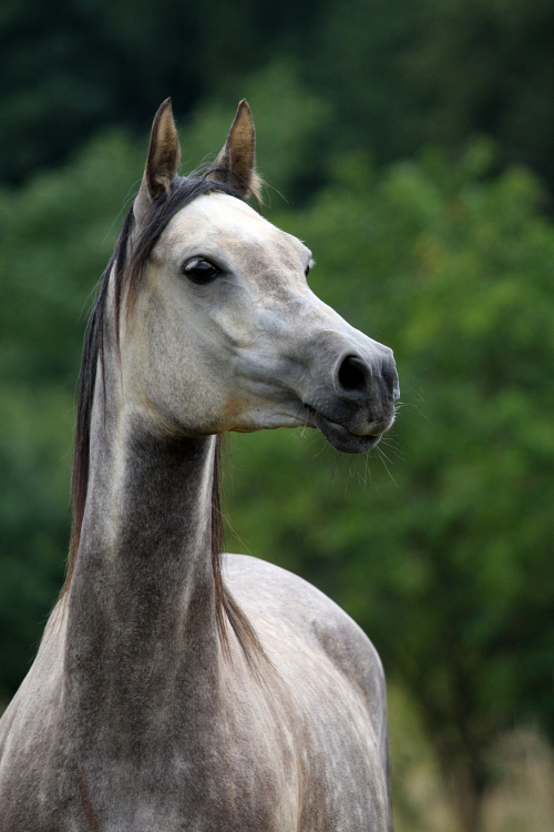 Arabisches Vollblut