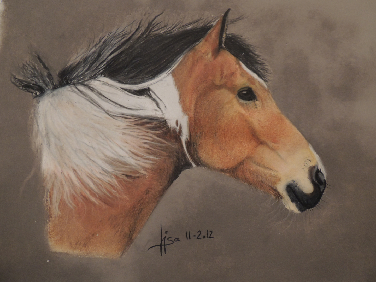 Arabo- Haflinger Tobiano-Schecke