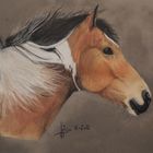 Arabo- Haflinger Tobiano-Schecke