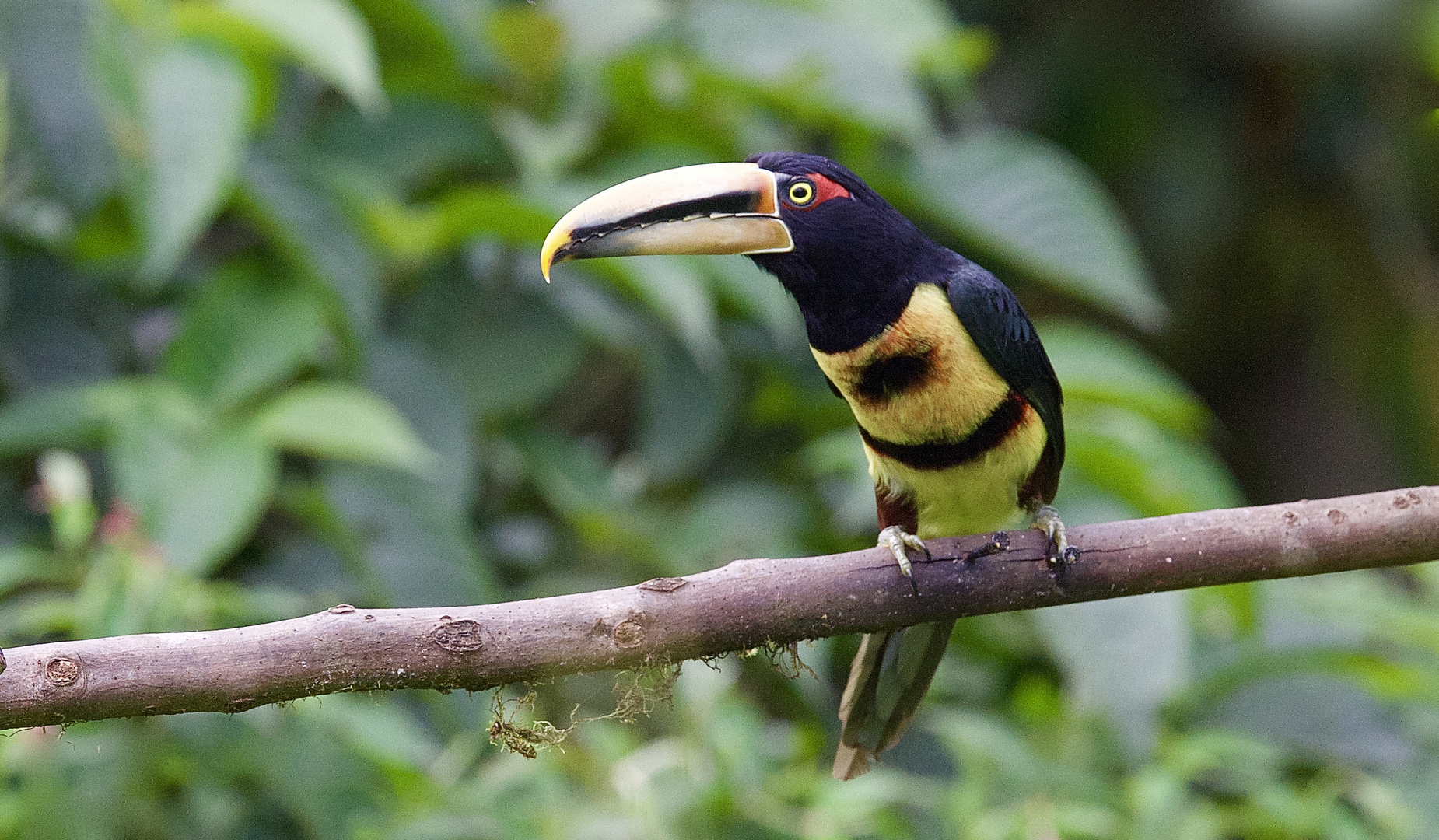 Aracari aus dem Berregenwald von Ecuador