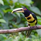 Aracari aus dem Berregenwald von Ecuador