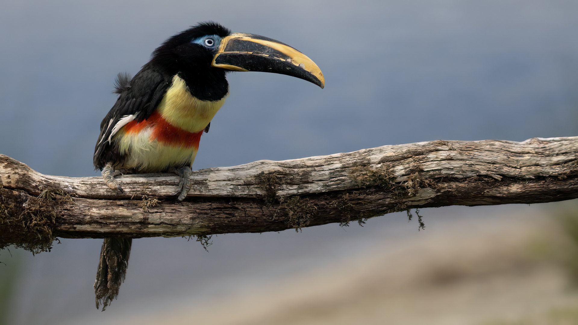 Aracari