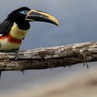 Aracari