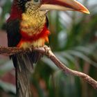 Aracari de Beauharnais