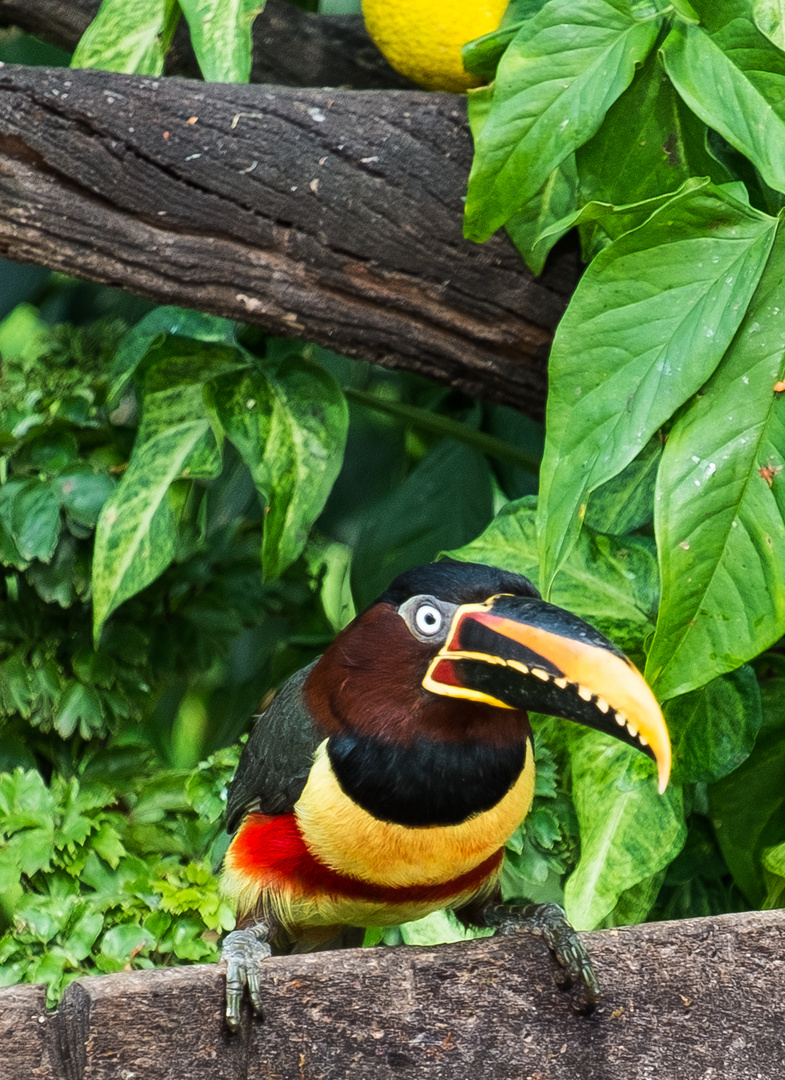 Aracari, gesehen im Pantanal, Brasilien