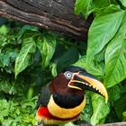 Aracari, gesehen im Pantanal, Brasilien