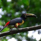 Aracari mit Banane am Schnabel