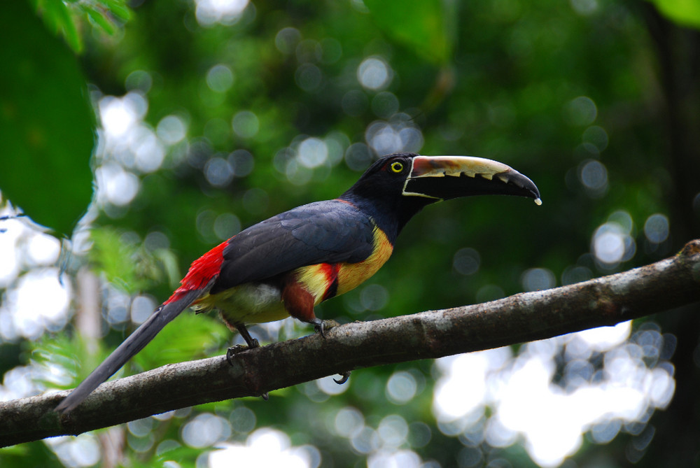 Aracari mit Banane am Schnabel