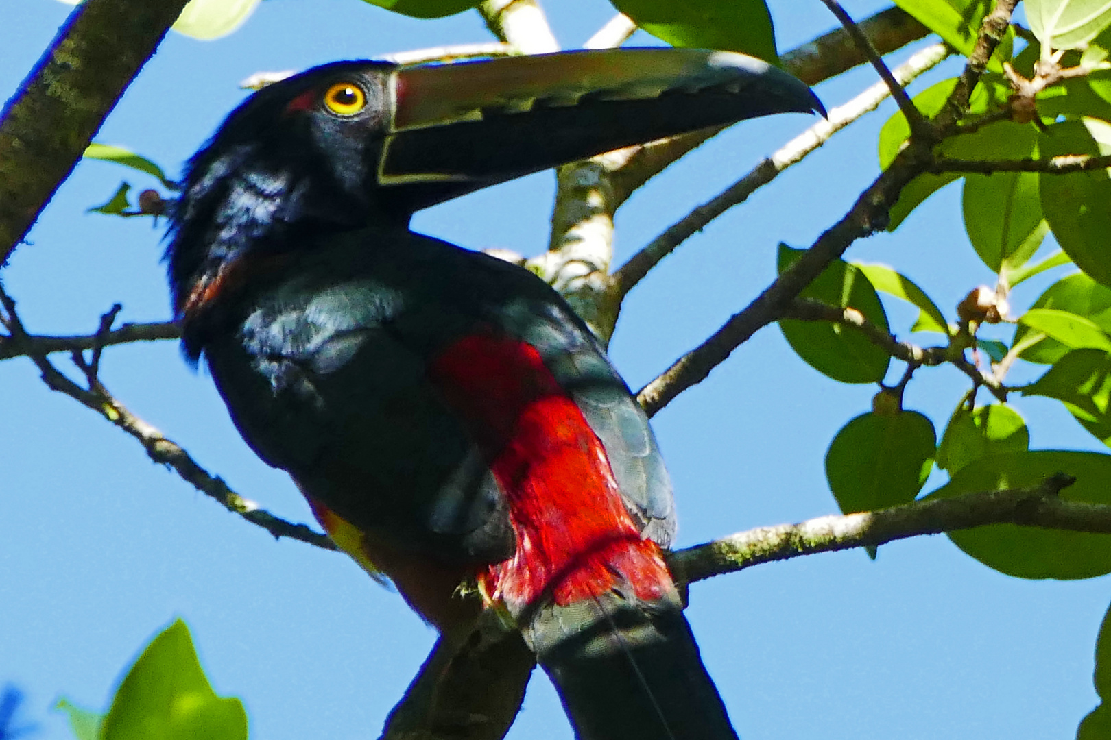 Aracari Toucan