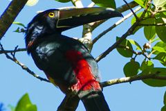 Aracari Toucan